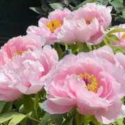 ヒメ日記 2026/04/16 20:42 投稿 わこ 熟女の風俗最終章 西川口店