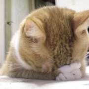 ヒメ日記 2026/04/09 08:31 投稿 あまね 千葉人妻花壇