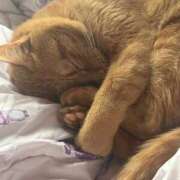 ヒメ日記 2026/04/10 04:01 投稿 ちぃ ちょいぽちゃMAX 鯖江店