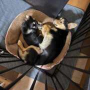 ヒメ日記 2026/04/16 02:32 投稿 ちぃ ちょいぽちゃMAX 鯖江店