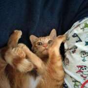 ヒメ日記 2026/04/17 04:49 投稿 ちぃ ちょいぽちゃMAX 鯖江店