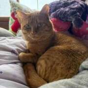 ヒメ日記 2026/04/21 02:42 投稿 ちぃ ちょいぽちゃMAX 鯖江店