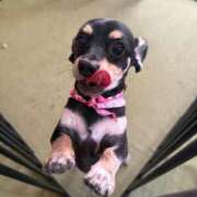 ヒメ日記 2026/04/21 20:02 投稿 ちぃ ちょいぽちゃMAX 鯖江店