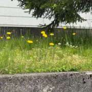 ヒメ日記 2026/04/29 12:03 投稿 ちぃ ちょいぽちゃMAX 鯖江店