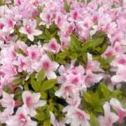 杏 明日 出会い系人妻ネットワーク 上野〜大塚編