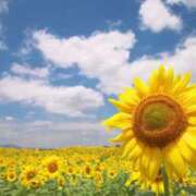 ヒメ日記 2026/04/18 11:56 投稿 あやめ 丸妻 新横浜店