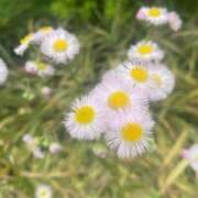 ヒメ日記 2026/04/17 19:43 投稿 さえ ドリーム水戸