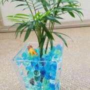 宮本 いおり たいふ〜ん ベストマダム