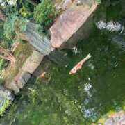 ヒメ日記 2026/07/09 17:16 投稿 森川ひより 横浜ダンディー