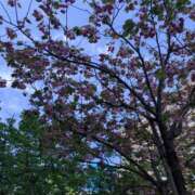 ヒメ日記 2026/04/27 12:15 投稿 みゆ 性腺熟女100％鶯谷（デリヘル市場）