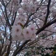 ヒメ日記 2026/04/08 16:33 投稿 さく 熟女の風俗最終章 国分寺店