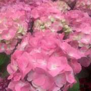 ヒメ日記 2026/04/09 23:53 投稿 さく 熟女の風俗最終章 八王子店