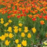 ヒメ日記 2026/04/27 21:43 投稿 さく 熟女の風俗最終章 八王子店