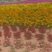 ヒメ日記 2026/05/06 21:44 投稿 みさき 一宮稲沢小牧ちゃんこ
