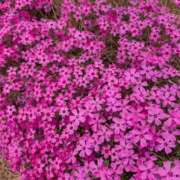 あみ 昨日もありがとうございました BAD COMPANY（バッドカンパニー）