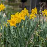 あみ こんばんは？かな、、 BAD COMPANY（バッドカンパニー）