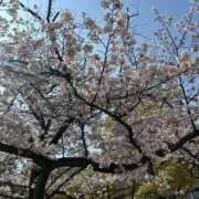 ヒメ日記 2026/04/13 11:45 投稿 とま デザインプリズム新宿