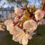 ヒメ日記 2026/04/28 19:33 投稿 桜井　のん タッチVIP