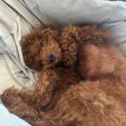 ヒメ日記 2026/04/10 00:04 投稿 阿須川　きよ スタイリッシュ秘書