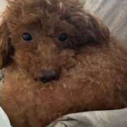 ヒメ日記 2026/04/10 15:48 投稿 阿須川　きよ スタイリッシュ秘書