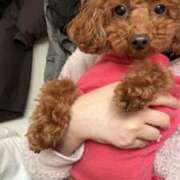 ヒメ日記 2026/04/11 01:52 投稿 阿須川　きよ スタイリッシュ秘書