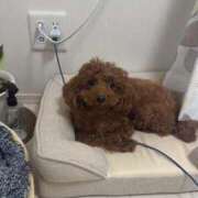 ヒメ日記 2026/04/11 12:48 投稿 阿須川　きよ スタイリッシュ秘書