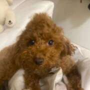 ヒメ日記 2026/04/12 03:17 投稿 阿須川　きよ スタイリッシュ秘書