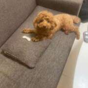 ヒメ日記 2026/04/12 11:30 投稿 阿須川　きよ スタイリッシュ秘書