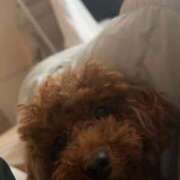 ヒメ日記 2026/04/12 16:43 投稿 阿須川　きよ スタイリッシュ秘書