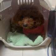 ヒメ日記 2026/04/14 20:00 投稿 阿須川　きよ スタイリッシュ秘書