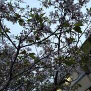 ヒメ日記 2026/04/12 10:16 投稿 みう ロイヤル土佐