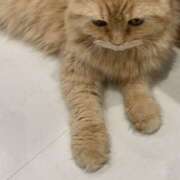 ヒメ日記 2026/04/08 22:16 投稿 なぎさ 2980円（にゃんきゅっぱ）