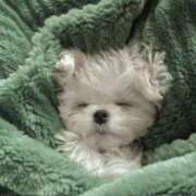 ヒメ日記 2026/04/10 00:21 投稿 ののあ Gossip girl成田店