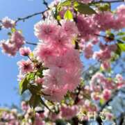 ヒメ日記 2026/04/12 19:56 投稿 かよこ 越谷熟女デリヘル マダムエプロン