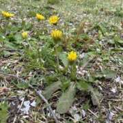 ヒメ日記 2026/04/09 22:22 投稿 あめ 逢って30秒で即尺