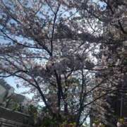 ヒメ日記 2026/04/09 16:30 投稿 つづり 千葉松戸ちゃんこ