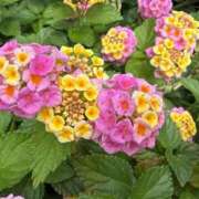 ヒメ日記 2026/05/25 11:15 投稿 わか 横浜おかあさん