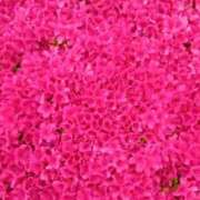 永崎 ピンク色のお花🌼 ミセスの手ほどき 錦糸町店