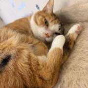 ヒメ日記 2026/04/11 00:32 投稿 ゆうが 熟女総本店