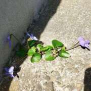 ヒメ日記 2026/04/17 19:46 投稿 小向つむぎ ABC 岩手ソープ