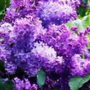 ヒメ日記 2026/04/11 00:38 投稿 新人・芽依(めい) グランドオペラ福岡