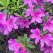 ヒメ日記 2026/04/23 17:17 投稿 村山(むらやま) 人妻出逢い会 百合の園 山の手本店