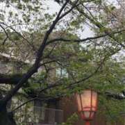 おと☆スローリー爆乳☆ 散りかけの桜ʚ🌸ɞ Honey