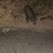 ひめか いのしし🐗 美女物語