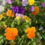 ヒメ日記 2026/06/13 08:51 投稿 もえか 横浜アロマプリンセス（ユメオト）