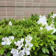 さえ 私の自己紹介 熟女の風俗最終章 蒲田店