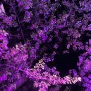 ヒメ日記 2026/04/10 16:42 投稿 はるか ハピネス福岡