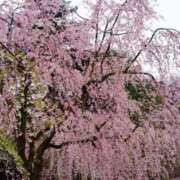 ヒメ日記 2026/04/25 18:07 投稿 美奈海(みなみ) 人妻出逢い会 百合の園 山の手本店