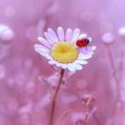 ヒメ日記 2026/04/21 07:50 投稿 不二子⭐伝説のNo.1期間限定 石庭