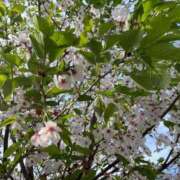 ヒメ日記 2026/04/21 12:39 投稿 岩崎 果歩 ELEGANCE